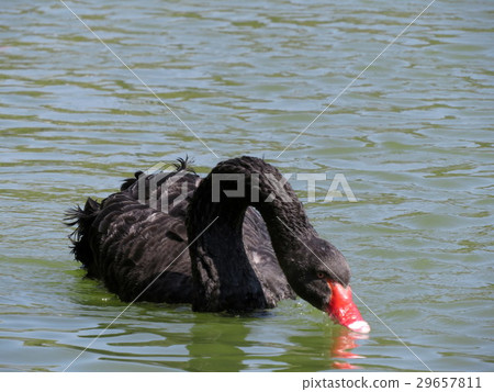 黑天鵝 29657811