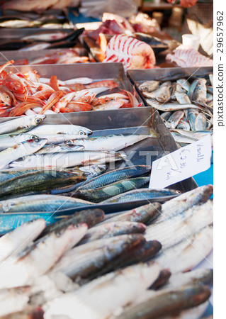Box full of freshly caught mackerel Box full of freshly caught mackerel 29657962