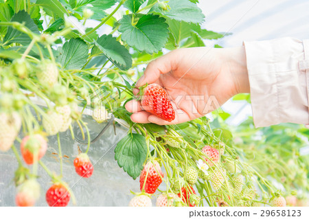 Strawberry picking image 29658123