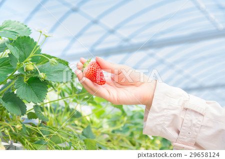草莓採摘圖片 29658124