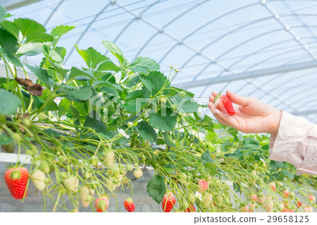 草莓採摘圖片 草莓採摘圖片 29658125