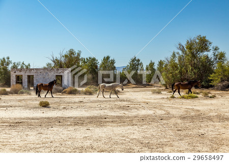 Wild Horses at Death Valley Junction Wild Horses at Death Valley Junction 29658497