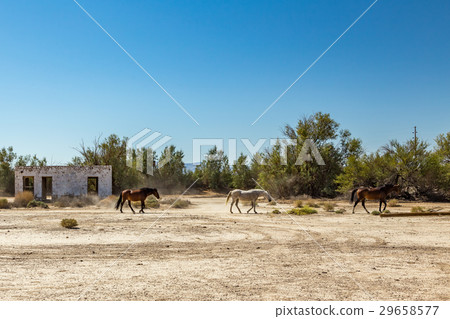 Wild Horses at Death Valley Junction Wild Horses at Death Valley Junction 29658577
