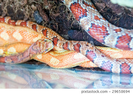 Red snake in ZOO Red snake in ZOO 29658694