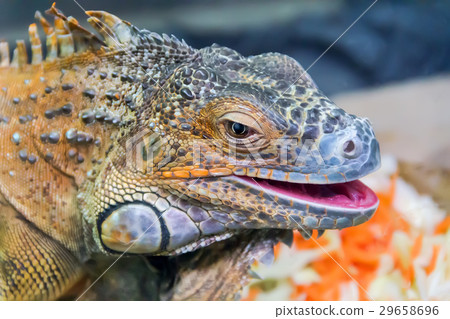 Head of iguana closeup 29658696