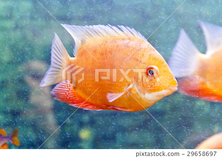 Cichlasoma severum in aquarium Cichlasoma severum in aquarium 29658697