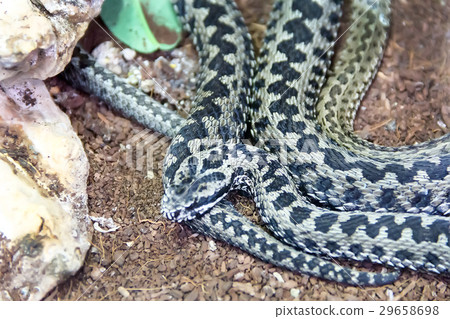 European viper berus in the zoo 29658698