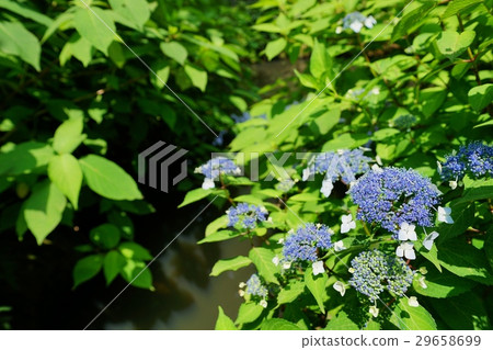 在水邊的繡球花 在水邊的繡球花 29658699