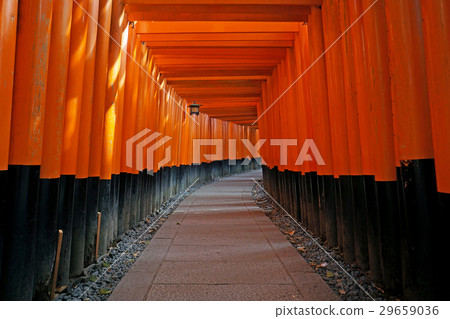 Torii gates at Fushimi Inari Shrine in Kyoto Torii gates at Fushimi Inari Shrine in Kyoto 29659036