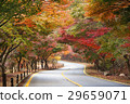 Empty road in forest during autumn 29659071
