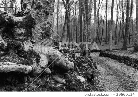 La Fageda de en Jorda forest, in Spain La Fageda de en Jorda forest, in Spain 29660134