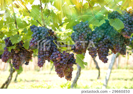 Purple red grapes with green leaves on the vine Purple red grapes with green leaves on the vine 29660850