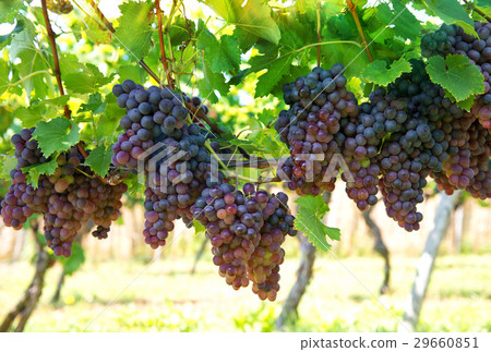Vine grape fruit plants in vineyard Vine grape fruit plants in vineyard 29660851