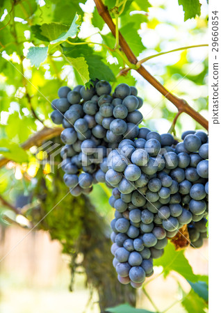 Red grapes with green leaves on the vine.  29660854