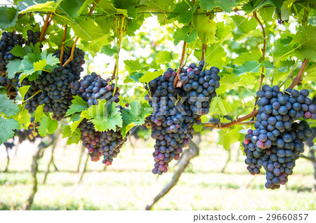 Red grapes with green leaves on the vine. 29660857
