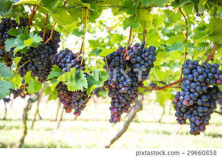 Wine grape plants in vineyard. Red grapes  29660858