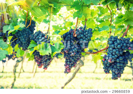 Red grapes fruit with green leaves on the vine. Red grapes fruit with green leaves on the vine. 29660859