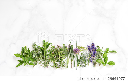 Fresh herbs basil rosemary sage thyme mint dill Fresh herbs basil rosemary sage thyme mint dill 29661077