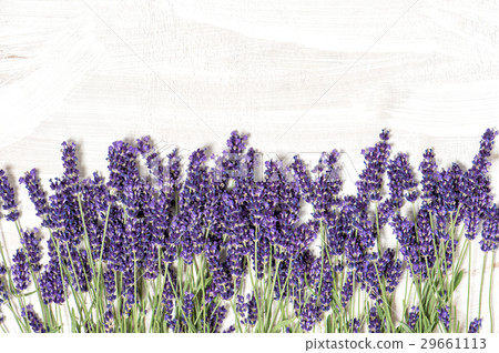 Lavender flowers over white wooden texture backgro Lavender flowers over white wooden texture backgro 29661113