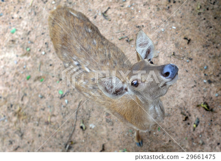 Thai deer in the zoo. 29661475