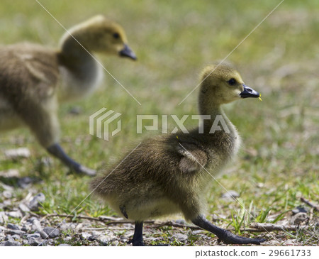 Beautiful image with a pair of Canada geese 29661733