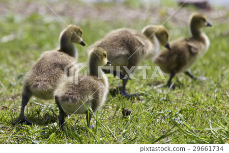 Beautiful photo of a family of the Canada geese Beautiful photo of a family of the Canada geese 29661734