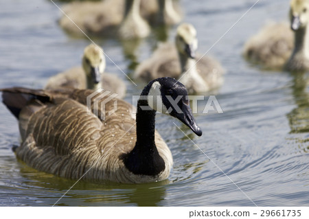 Beautiful picture with a family of Canada geese Beautiful picture with a family of Canada geese 29661735
