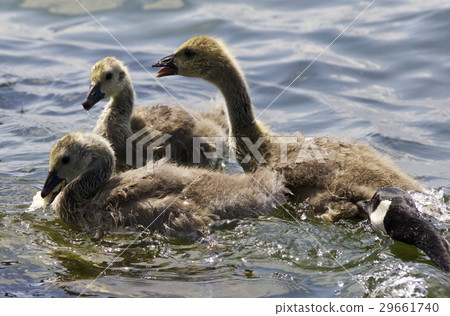 Beautiful photo of a family of Canada geese 29661740