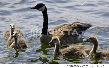 Beautiful isolated photo of chicks of Canada goose 29661749