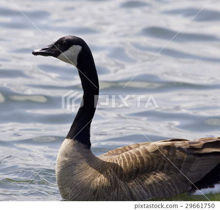 Beautiful isolated photo of a Canada goose 29661750