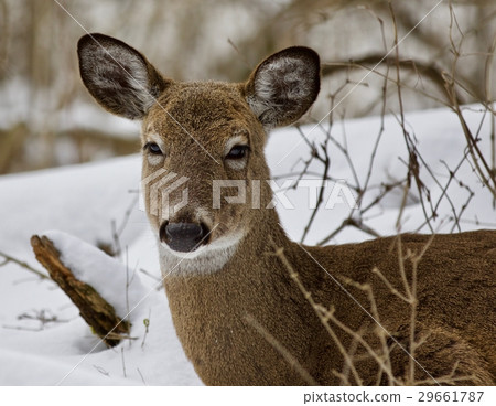 Beautiful isolated picture with a wild deer Beautiful isolated picture with a wild deer 29661787