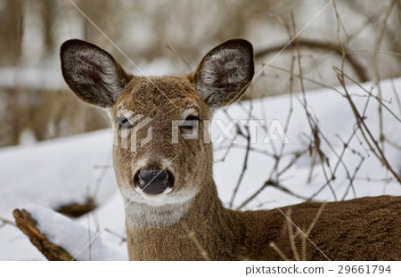 Beautiful portrait of a strong wild deer Beautiful portrait of a strong wild deer 29661794