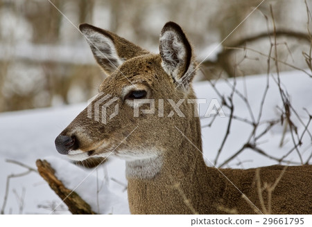 Beautiful portrait of a cute deer in snowy forest Beautiful portrait of a cute deer in snowy forest 29661795