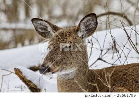 Beautiful image of a sleepy wild deer in forest Beautiful image of a sleepy wild deer in forest 29661799