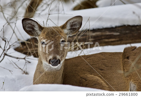 Beautiful picture with a wild deer in snowy forest Beautiful picture with a wild deer in snowy forest 29661800