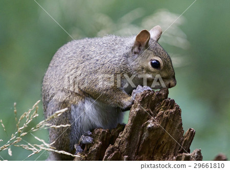 Beautiful background with a cute funny squirrel  29661810