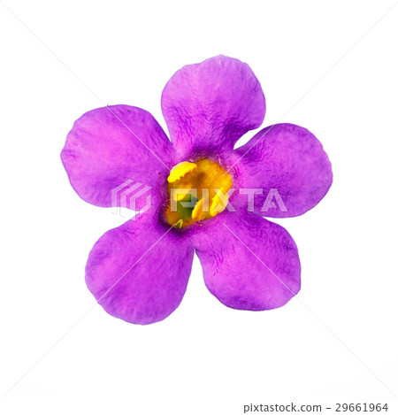 violet flower head violet flower head 29661964