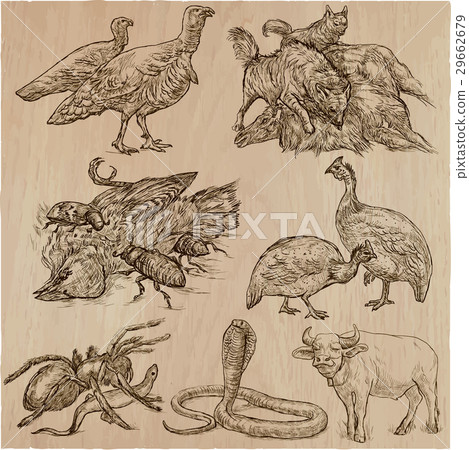 Animals around the World - hand drawn vector pack. 29662679