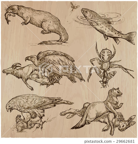 Animals in action, Predators - Hand drawn vector. 29662681