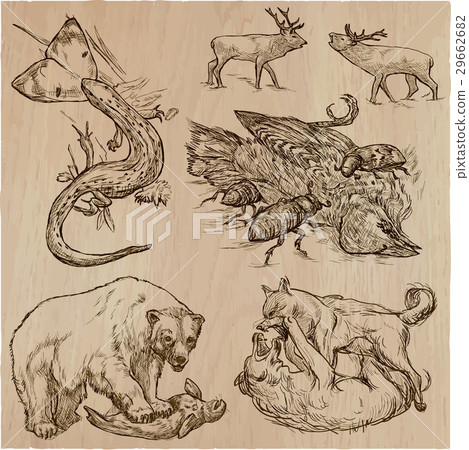 Animals in action, Predators - Hand drawn vector. 29662682