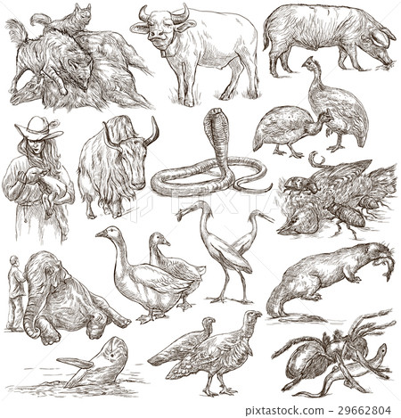 Animals around the World.Hand drawn full sized set 29662804