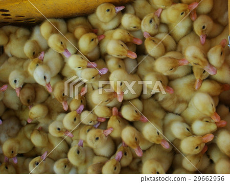 ducklings ducklings 29662956