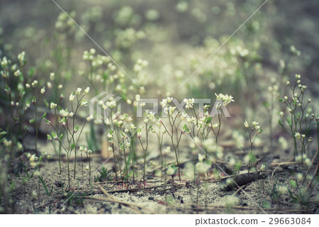 White spring flowers White spring flowers 29663084