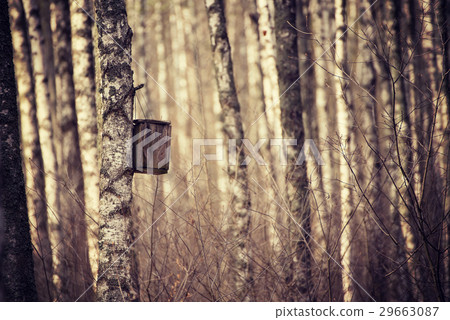 Nesting box in the forest Nesting box in the forest 29663087
