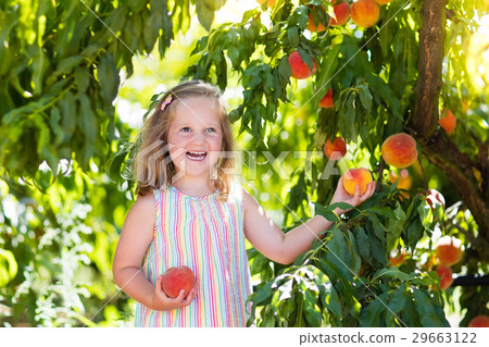Child picking and eating peach from fruit tree 29663122