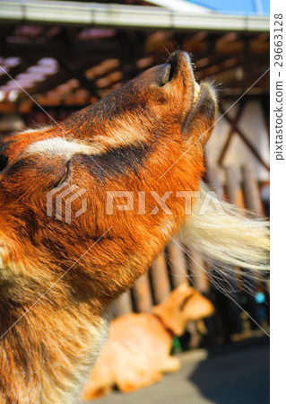 Goat of Itabashi-ku Children's Zoo 29663128