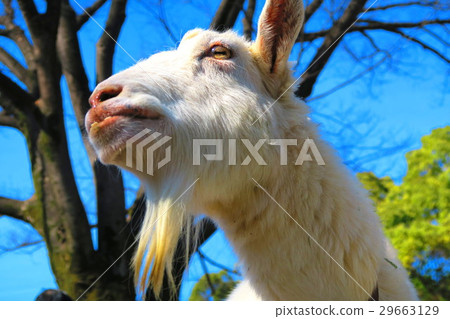 Goat of Itabashi-ku Children's Zoo Goat of Itabashi-ku Children's Zoo 29663129