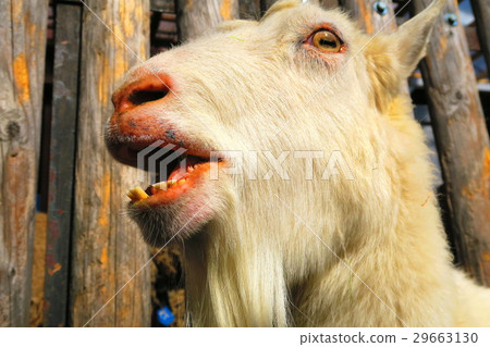 Goat of Itabashi-ku Children's Zoo Goat of Itabashi-ku Children's Zoo 29663130
