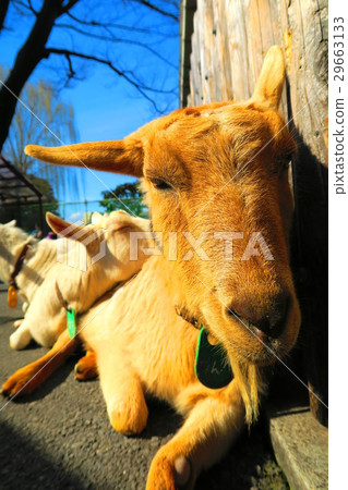 Goat of Itabashi-ku Children's Zoo Goat of Itabashi-ku Children's Zoo 29663133