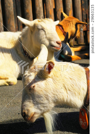 Itabashi-ku兒童動物園的山羊 29663135
